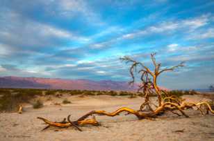 Mesquite Dune snag-0409